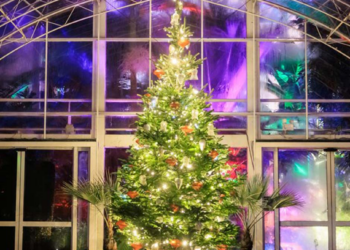 క్రిస్మస్ పేరుతో 120 మిలియన్ల చెట్లు నరికివేస్తున్నారు తెలుసా?